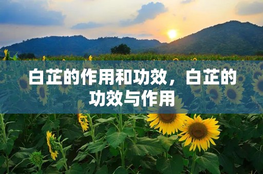 白芷的作用和功效，白芷的功效与作用