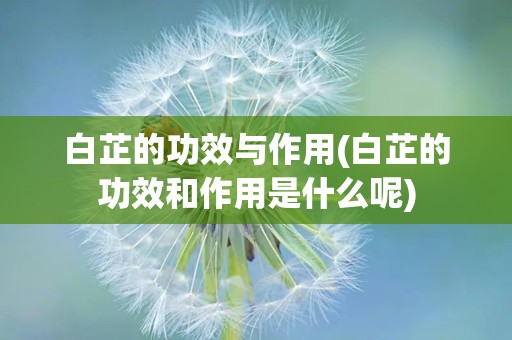 白芷的功效与作用(白芷的功效和作用是什么呢)