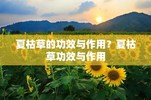 夏枯草的功效与作用？夏枯草功效与作用