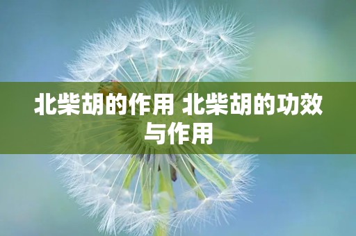 北柴胡的作用 北柴胡的功效与作用