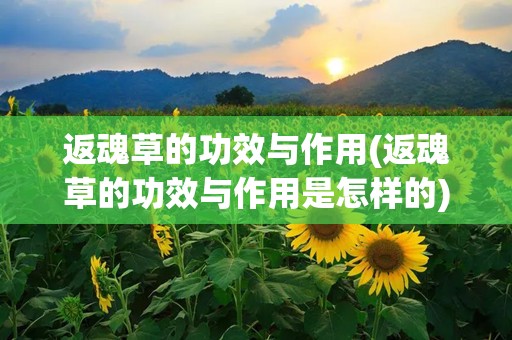 返魂草的功效与作用(返魂草的功效与作用是怎样的)