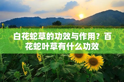 白花蛇草的功效与作用？百花蛇叶草有什么功效