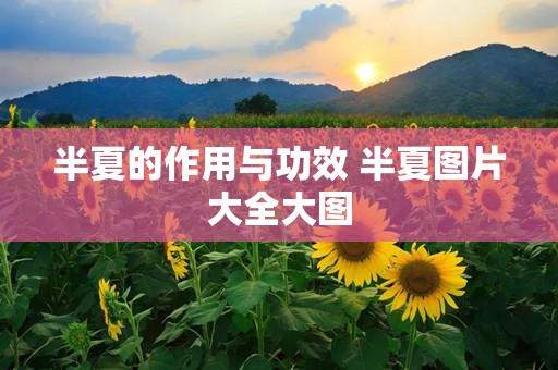 半夏的作用与功效 半夏图片大全大图