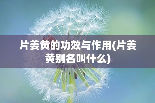 片姜黄的功效与作用(片姜黄别名叫什么)