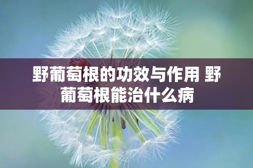 野葡萄根的功效与作用 野葡萄根能治什么病