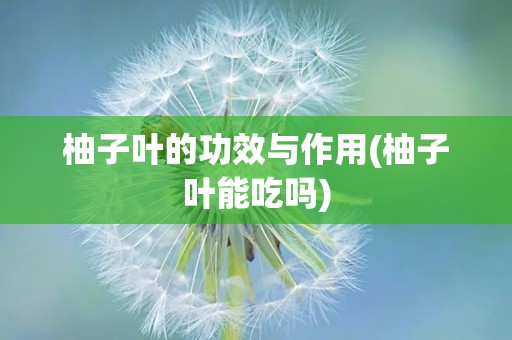 柚子叶的功效与作用(柚子叶能吃吗)