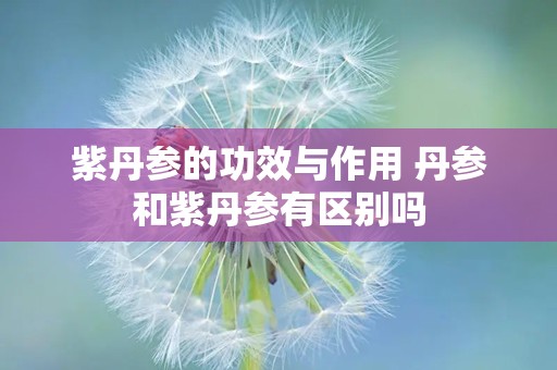 紫丹参的功效与作用 丹参和紫丹参有区别吗