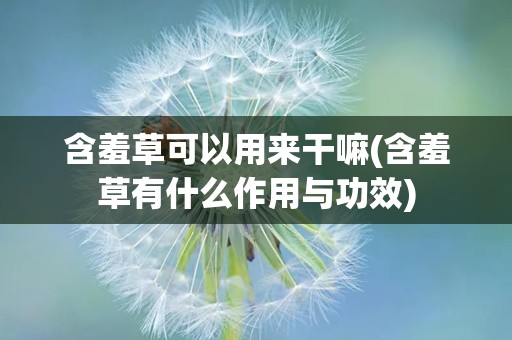 含羞草可以用来干嘛(含羞草有什么作用与功效)