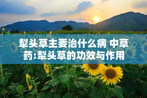 犁头草主要治什么病 中草药:犁头草的功效与作用