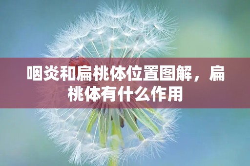 咽炎和扁桃体位置图解，扁桃体有什么作用