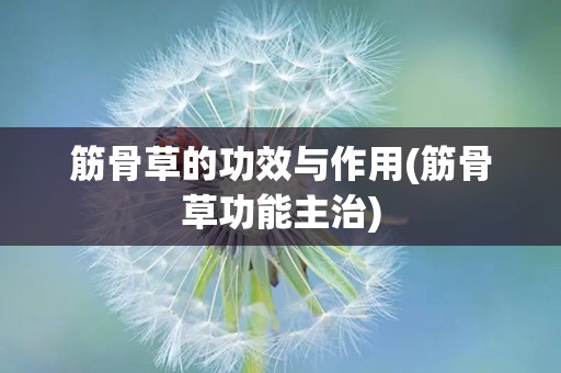 筋骨草的功效与作用(筋骨草功能主治)