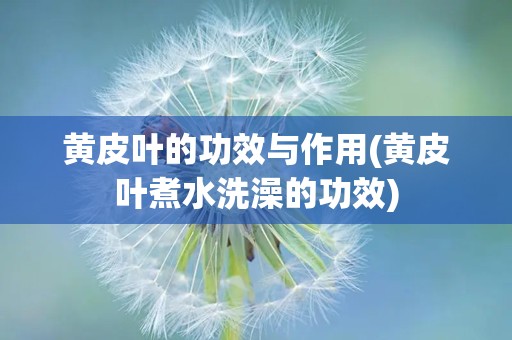 黄皮叶的功效与作用(黄皮叶煮水洗澡的功效)