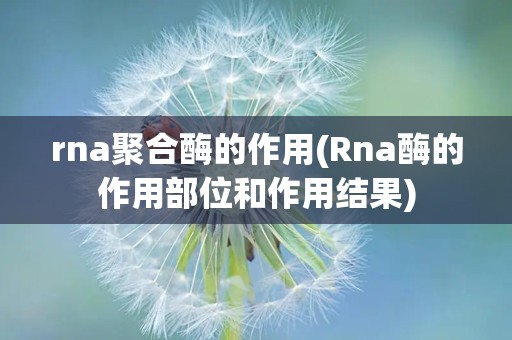 rna聚合酶的作用(Rna酶的作用部位和作用结果)