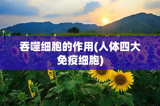 吞噬细胞的作用(人体四大免疫细胞)