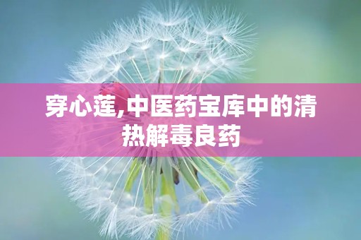 穿心莲,中医药宝库中的清热解毒良药