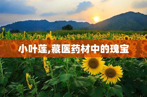 小叶莲,藏医药材中的瑰宝