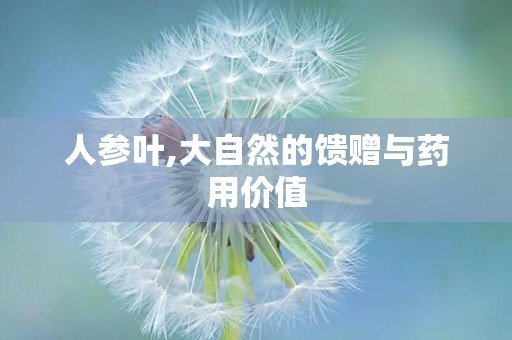 人参叶,大自然的馈赠与药用价值