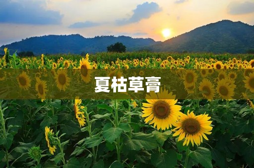 夏枯草膏