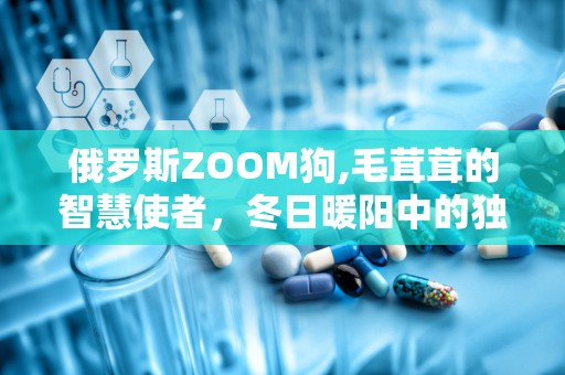 俄罗斯ZOOM狗,毛茸茸的智慧使者，冬日暖阳中的独特风采