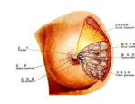 乳宁片是一种药物，主要用于治疗乳腺增生、乳腺纤维瘤等乳腺疾病